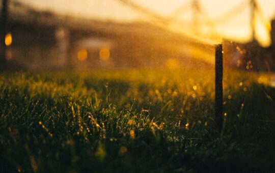 Zdjęcie do artykułu: Jak dbać o trawnik po założeniu siatki na krety?